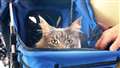 Quattro peeps out from the special pet pram Karen uses to help residents give him a gentle stroke.