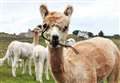 Alpaca and llama owners urged to make their voices herd 