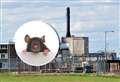‘Unprecedented infestation’ of rats at Dounreay site