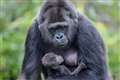 Baby gorilla doing well after being born at Bristol Zoo Gardens