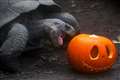 In Pictures: London Zoo animals celebrate Halloween with pumpkin treats