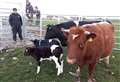 Rare pedigree Shetland calves arrive safely at Hill of Forss
