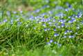 Speedwell – A botanical to ‘Speed You Well’