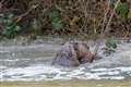 Chompy and Hazel take to the water as beavers return to Hampshire