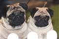 Flat-faced dogs remain popular despite health problems, study finds