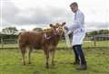 Sassy celebration as County Show supreme title goes to Dunbeath Farms 