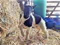 Cheviot or Galloway?