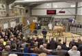 900 head of store cattle at Caithness Livestock Centre 