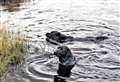 Stay safe around watercourses and watch dogs in reservoirs