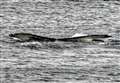 'Thar she blows!' – Humpback whale breaks the waves near Achastle coastline close to Lybster 