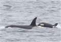 Orca Watch excitement as ferry passengers see killer whales 