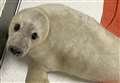 Abandoned seal pup cared for at Caithness rehab centre after Highland rescue mission