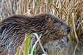 Signs of beavers living by Dorset river confirmed by wildlife trust