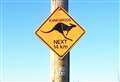 Kangaroos in Caithness? Hop off!