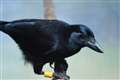 Crows can use self-control to hold out for favourite food, study suggests