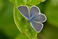 Highland spots see boom in numbers of UK’s smallest butterfly amidst conservationists’ delight