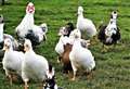 Caithness poultry keepers are being urged to remain vigilant around avian flu