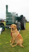 A passing dog poses beside this 1948 Field Marshall Series 2 Tractor. Picture: DGS