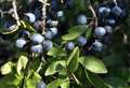 Witches and faeries give blackthorn a prickly name in the north