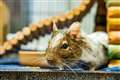 Love rat: ‘UK’s loneliest degu’ looking for a match ahead of Valentine’s Day