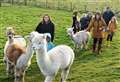 PICTURES: Think alpaca trek in at Ulbster this weekend