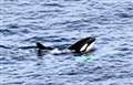 Wildlife cruise passengers get close-up view of orca pod