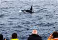 'Once-in-a-lifetime' encounter with killer whales on eve of Orca Watch