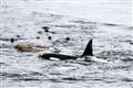 Seals get a scare as orcas patrol Caithness coastline