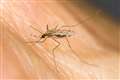 New malaria vaccine ‘safe and well tolerated’ in trials