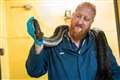 Snakes, frogs and starfish among animals which pass through Heathrow Airport