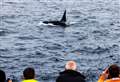 Record year of whale sightings helped by Caithness spotters