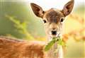 Animal charity warns about deer on the roads 