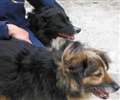 Pet Appeal