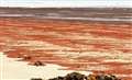 Algal blooms can look similar but this is believed to be a harmless type of seaweed. Picture: Linda Stewart