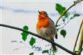 Rural robins ‘get more physically aggressive when exposed to traffic noise’