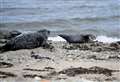 WATCH: Seals put on a show