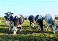Smaller farms to benefit from new Scottish Beef Scheme