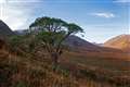 Centuries-old Scots pine saved as part of Highlands rewilding project