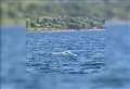 Amazingly rare yet ‘worrying’ creature spotted in Highland loch