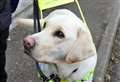 The search is on to find foster homes for guide dogs in the Wick area