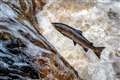 Wild salmon reaching crisis point in rivers, Environment Agency warns
