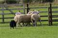 This is the photo just seconds before without warning one of the gimmers turns and head butts’s Tib. Picture: Wille Mackay