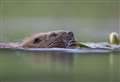 Scots want beavers moved not shot, new research shows