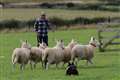 With time in hand Michael and Tib close in on the five gimmers heading for the pen. Picture: Willie Mackay