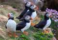 Puffins along the Caithness coastline are in the sights of Thurso Camera Club photographers