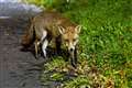 Urban foxes ‘bolder but not cleverer’ than rural cousins, study suggests