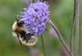 Hunt is on in Caithness and Sutherland for rare bumblebees 