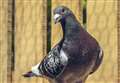 Pigeon racing results from John O'Groats and Wick