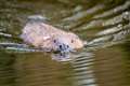Government biodiversity ambitions at ‘worrying divergence with expert advice’
