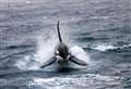 Orca Watch 2021 invites viewers to see killer whales around Caithness coast from the comfort of their homes